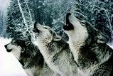 Howling Wolves Pictures, Images and Photos