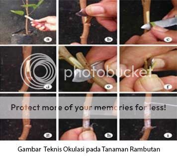 Hasil gambar untuk gambar  penyiangan rambutan